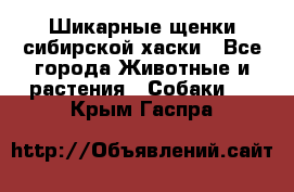 Шикарные щенки сибирской хаски - Все города Животные и растения » Собаки   . Крым,Гаспра